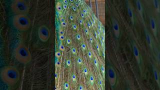 Colourful Peacock Sounds 🦚 [upl. by Flanagan]