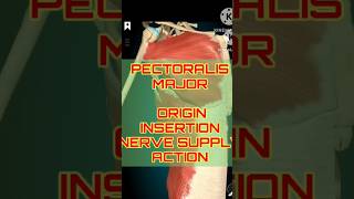 Pectoralis Major Breakdown Origins Nerves amp Actions  shorts shortfeeds [upl. by Avilo]