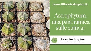 Astrophytum una panoramica sulle tante cultivar di questi splendidi cactus [upl. by Eanel]