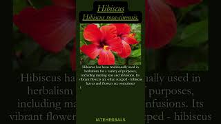 Hibiscus herbs herbalist herbalism herbsoftheearth herbal [upl. by Philender]