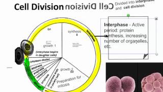 Cell Cycle IB Biology [upl. by Zurheide]