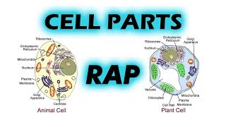 Parts of a Cell RAP  Memorize the Cells Organelles Lyrics [upl. by Alilad510]