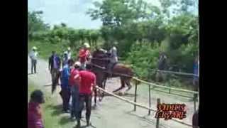 carreras de caballos en cuba [upl. by Nanam]