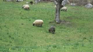 Sonido ovejas y cabras con torrente de agua [upl. by Haiel15]