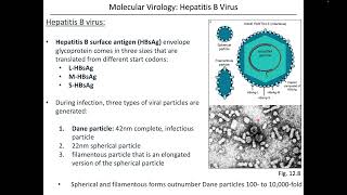 Virology Chapter 12 Part 2 Hepatitis Viruses [upl. by Nepsa]