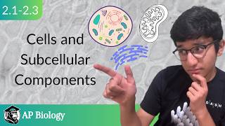 Cells and Subcellular Components EduHaven AP Biology Unit 2 Topic 13 [upl. by Htrow595]