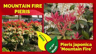 MOUNTAIN FIRE PIERIS  Pieris japonica Mountain Fire [upl. by Hcelemile]