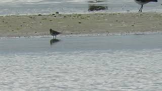 Temmincks Stint Sidlesham Ferry 2282021 [upl. by Kruter396]