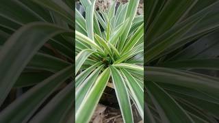 Spider plantChlorophytum Growing from Cutting bamboo gardening [upl. by Tallu]