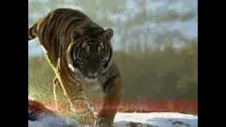 Esso Tiger TV Commercial [upl. by Ahsha]