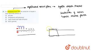 In a medullated nerve fibre the conduction of impulse is faster due to the presence of [upl. by Graves651]