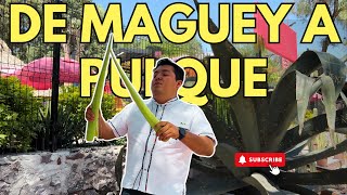 EL MAGUEY VIVE CUANTOS AÑOS  Tierra Querida [upl. by Affrica]