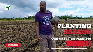 First Time Planting MAIZE and BEANS on 4 Acres  AFRICA FARMING Farm Updates Ep 19 [upl. by Atinad]