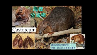 《靈丹妙藥的同類療法》 EP226  海狸分泌物 Castoreum Canadense [upl. by Tien]