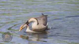 another mating scene of greylag geese [upl. by Modnarb]