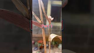 Vaijayanti mala✨part 1 minivlog marathi homegarden travel tricks gardening  flute [upl. by Melbourne]