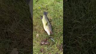 Defintly a world record fishing badfish bassfishing giantbass [upl. by Fornof550]