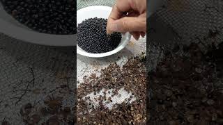 제피 초피 열매 손질법zanthoxylum piperitum or sichuan pepper [upl. by Enyamrahc735]