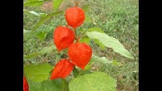 Semina degli Alchechengi in serra Physalis alkekengi [upl. by Bille]