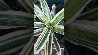 bromeliads plants variegated houseplantslover plantslovers shorts ytshorts shortvideo [upl. by Bish534]