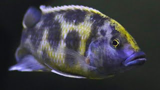 Nimbochromis Cichlids  Care Guide amp Species Profile [upl. by Achilles]