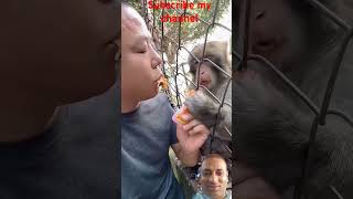 Funny monkey viral video short [upl. by Yna854]