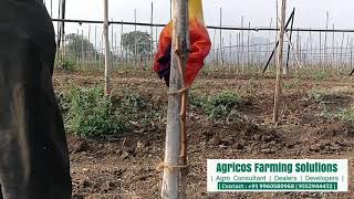 Application Of Hydrogen Cyanamide 50 SL On Grapes Plant 🍇🍇👨🏼‍🌾 [upl. by Leiuqese384]