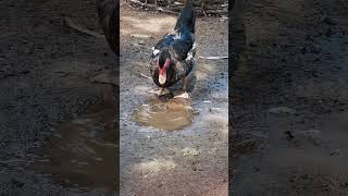 Muscovy duck duck duckbill lovelyduck swan meeting swans animals animalworld chicken [upl. by Nyrraf]