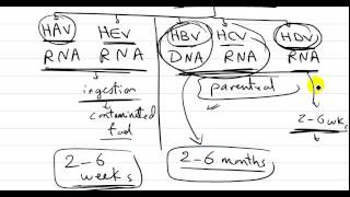 viral hepatitis 1  DR SAMEH GHAZY [upl. by Yespmed731]