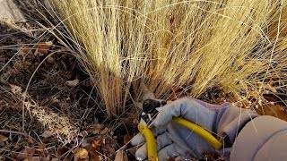 How to Cut Back Mexican Feather Grass in Spring [upl. by Jandel857]