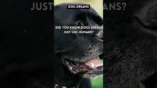 Why Dogs Dream and What Theyre Dreaming About [upl. by Salman]