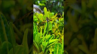 Beautiful Dragonfly In Our Gardendragonfly butterfly shorts [upl. by Wise]