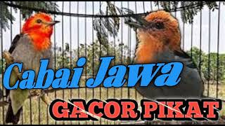 JANGAN DIREMEHKAN Burung Kemade Gacor Cabe Jawa Pikat [upl. by Oirobil970]