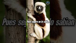 Recuerdas a Zoboomafoo zoboomafoo lemur sifaka animales shorts [upl. by Allicirp702]