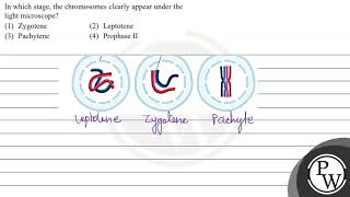 In which stage the chromosomes clearly appear under the light microscope 1 Zygotene 2 Lept [upl. by Lilith984]