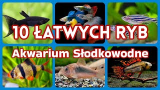 10 ŁATWYCH RYB do Akwarium Słodkowodnego [upl. by Nwahsed]