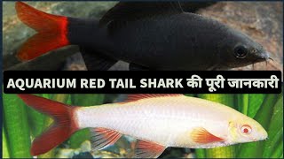 EVERYTHING ABOUT REDTAIL SHARK IN HINDI  AQUARIUM REDTAIL SHARK KI DEKHBHAL [upl. by Nyrat]