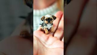 Little puppy 🐕 dog cute puppy smallanimals [upl. by Siroved]