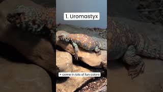 Hate bugs These reptiles dont need them 🙅‍♀️ reptiles reptilecare petmom [upl. by Allsun]