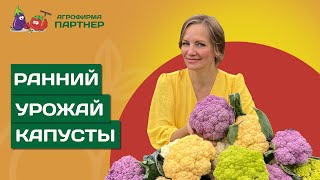 КАК ПОЛУЧИТЬ УРОЖАЙ КАПУСТЫ В МАЕ [upl. by Notsud]