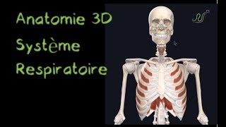 Description Anatomique 3D du système respiratoire Naturosoutien [upl. by Yrreiht]