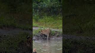 Leopard vs its Own Tail shorts leopard cheetah wildlife animals safari viralvideo trending [upl. by Melba]