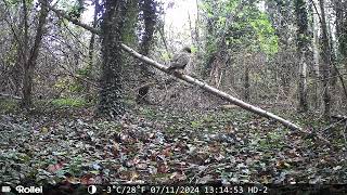 Buizerd voor wildcamera [upl. by Enaerb]