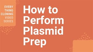 How to Perform Plasmid Prep [upl. by Anej]