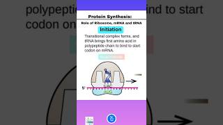 Protein Synthesis Initiation Elongation and Termination and Role of Ribosome mRNA and tRNA [upl. by Funch]