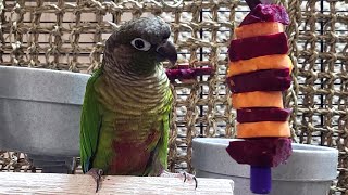 conure parakeet sounds for lonely birds to make them happy [upl. by Kcinomod]