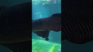 Arapaima gigas arapaimagigas monsterfish [upl. by Karla577]