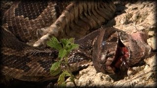 Alligator killed Python 03 Music [upl. by Brig]