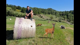 CAPRIOLI FARFALLE VOLPI e altri animali delle CAMPAGNE [upl. by Macleod]