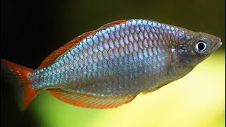 Neon Dwarf Rainbowfish Care  Praecox rainbow fish gender feeding breeding and tank mates [upl. by Anomar]